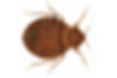 Bed Bug Control