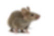 Mouse Control