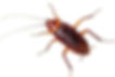 Cockroach Control