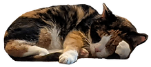 sleepy-sushi.png