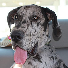 Great Dane.jpg