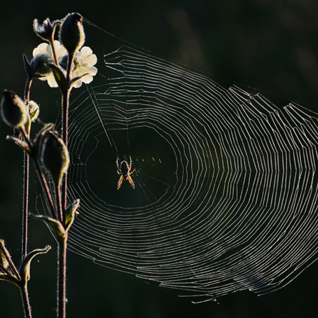Spider Spirit Medicine
