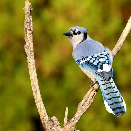 Bluejay Spirit Medicine
