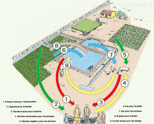 Plan pisciculture 7.gif