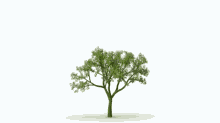 tree-green (1).gif