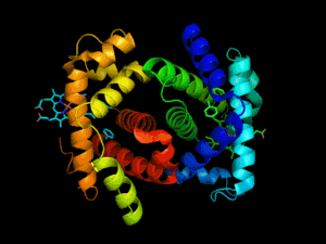 Human_alfa2beta2_hemoglobin.gif