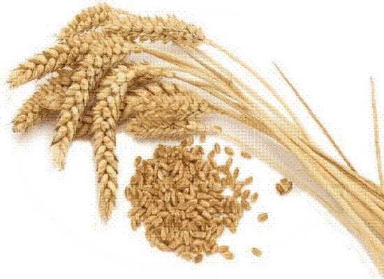 seed-wheat.gif