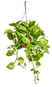 ISIMG-654402.PNG