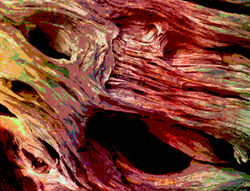 driftwood 9