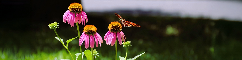 Untitled-8 (13).png