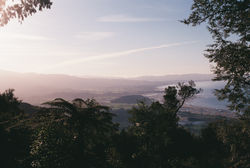 Aurelia_Aurelia-R2-036-16A