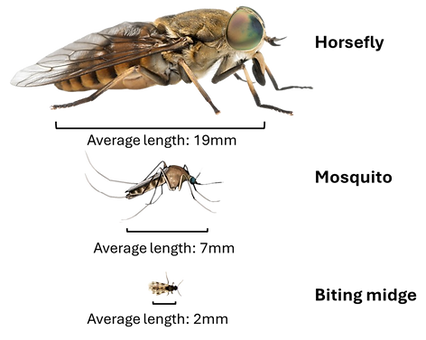 Size comparison of different biting flies (horsefly, mosquito and biting midge). The horsefly is largest (approximately 19mm long). The mosquito is approximately 7mm long and the biting midge is approximately 2mm long.