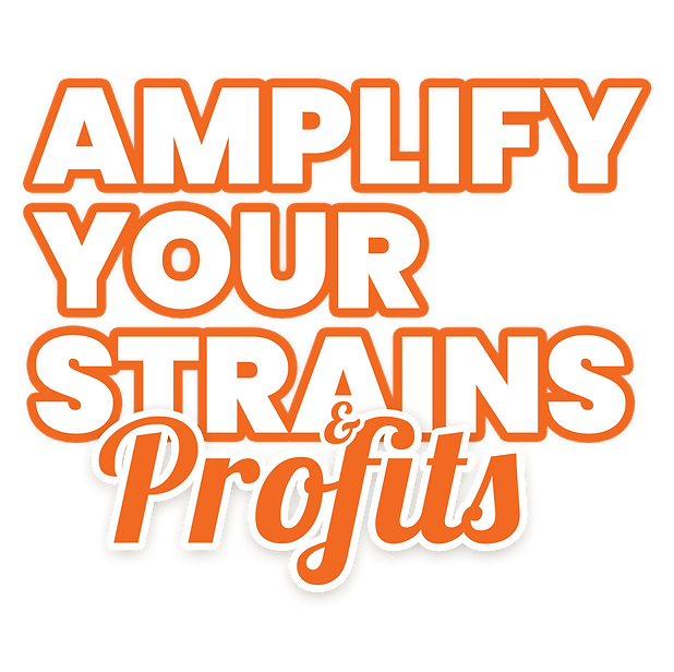 amplify-profits.png