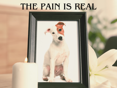 10 Best Sympathy Gifts for Pet Loss #amazonfinds