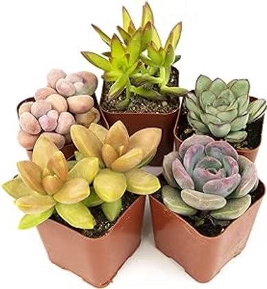 Five small potted succulents in varied colors on a white background, including pink, green, yellow, and lavender rosettes.