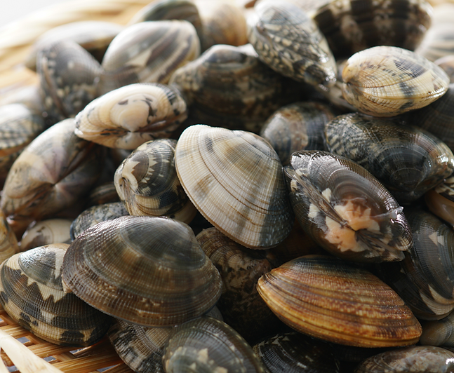OysterBackground (28).png