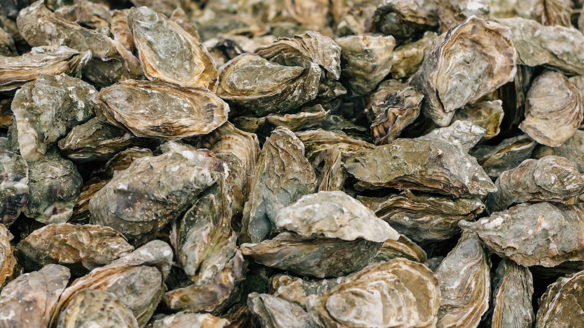 Oyster Tray - 10 Dozen Special