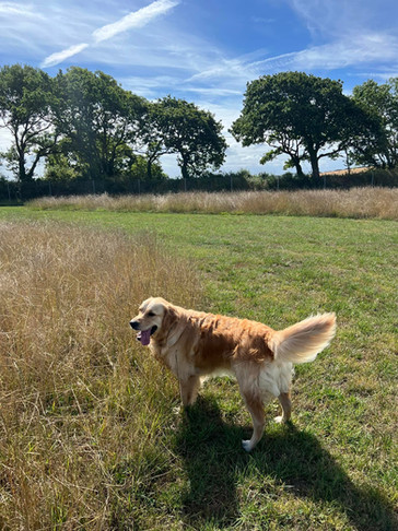 Emma addlington - long grass MM.jpg
