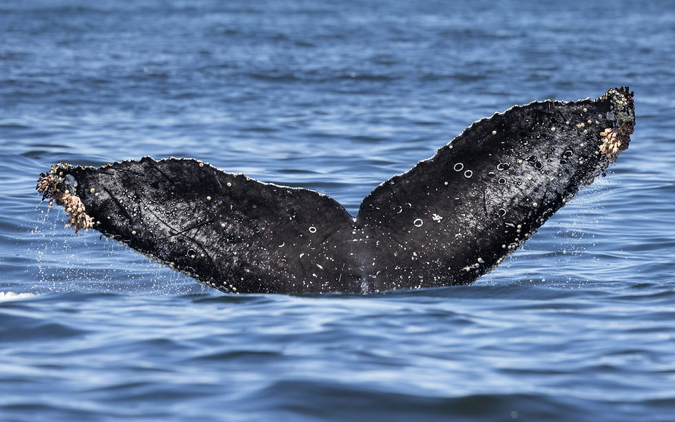 Humpback whale tail fluke sighting on a whale watching tour in Cabo San Lucas