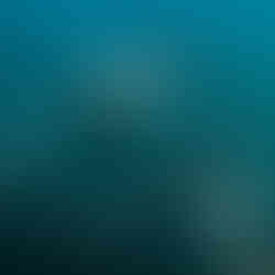 Thousands of mobula rays swimming in La Ventana Baja California Sur during migration season