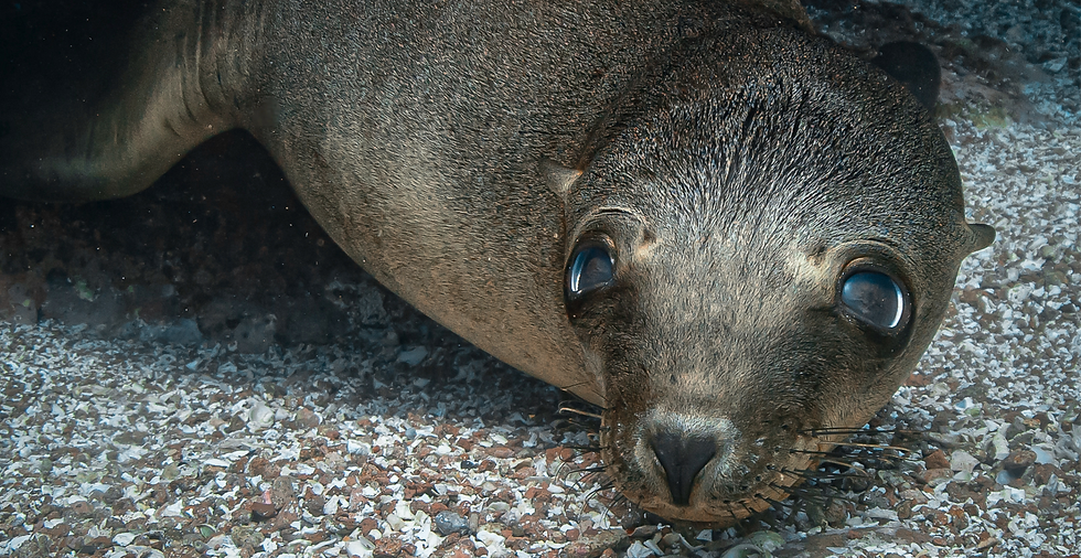 Snorkeling and diving with sea lions at Espíritu Santo Island in La Paz, Baja California Sur