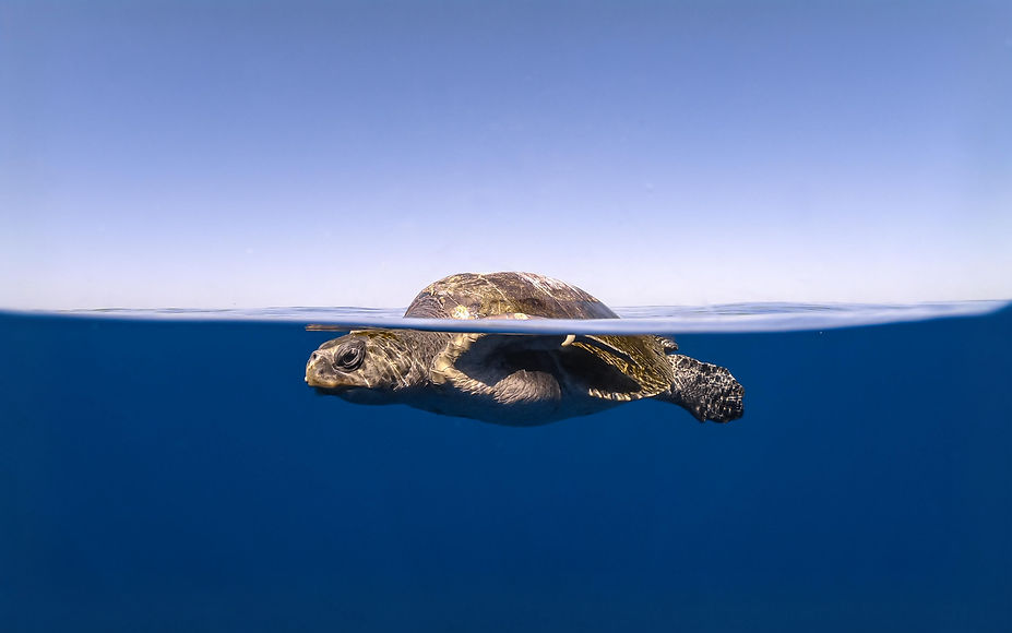 Sea turtle half‑submerged during an ocean safari in Cabo San Lucas