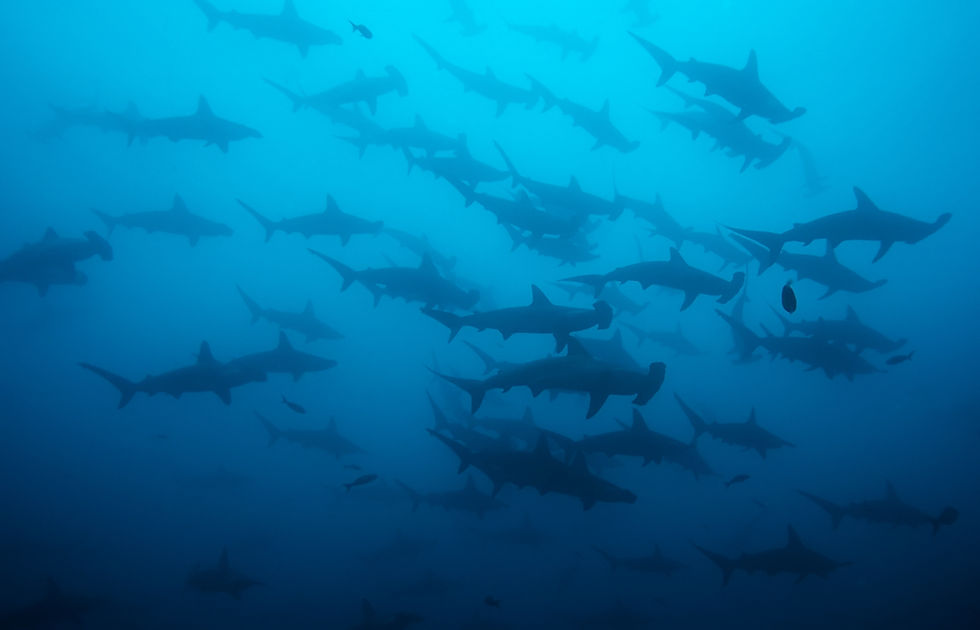 Scalloped hammerhead shark school at Gordo Banks, Cabo San Lucas Mexico, deep ocean pelagic sharks underwater photography diving Baja California Sur