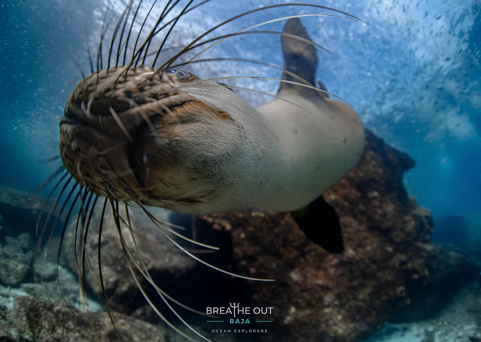 Close-up of a playful sea lion’s whiskers during Breathe Out Baja snorkeling tour in La Paz