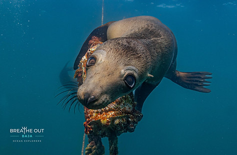 Sea lion pup playing with a rope at Espíritu Santo Island in La Paz, Baja California Sur