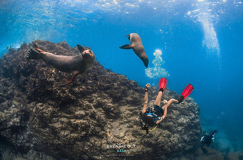 Scuba diver swimming alongside playful sea lions at Los Islotes near La Paz