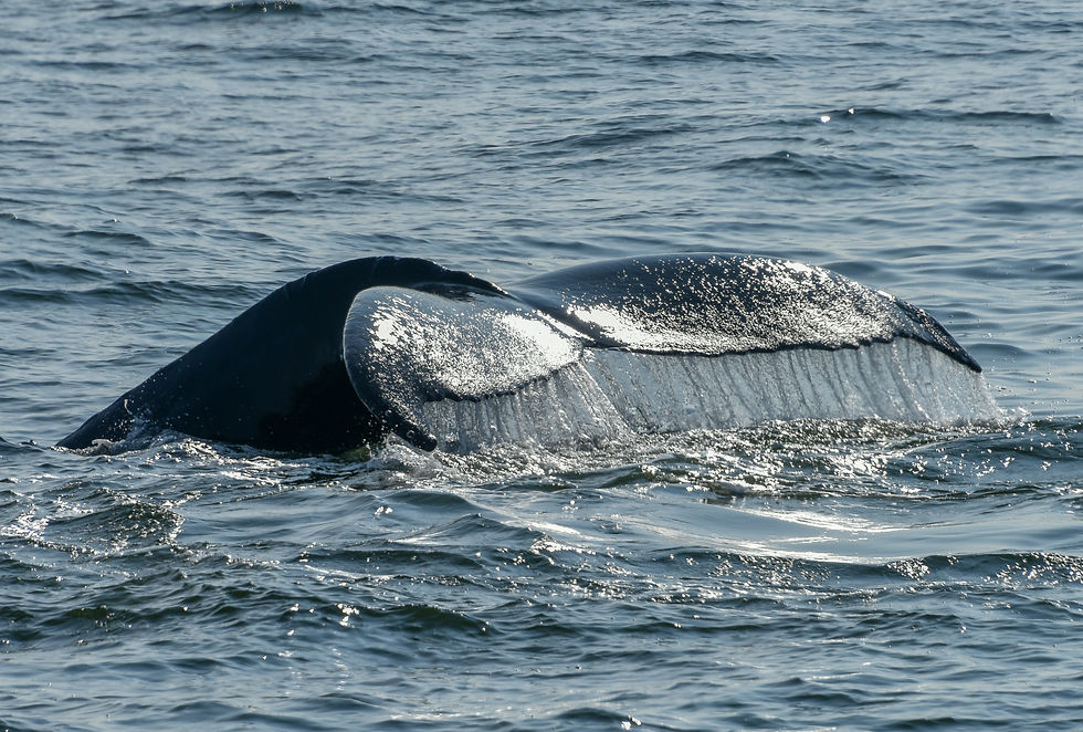 Humpback whale fluke rising from the ocean in Cabo San Lucas