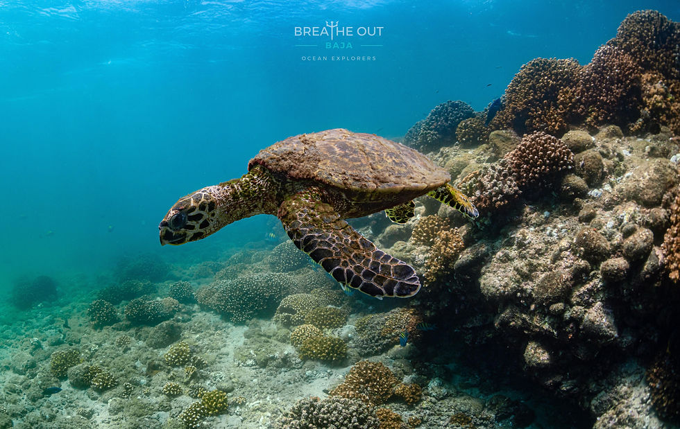 Sea turtle swimming over reef during scuba diving in Cabo’s Tourist Corridor