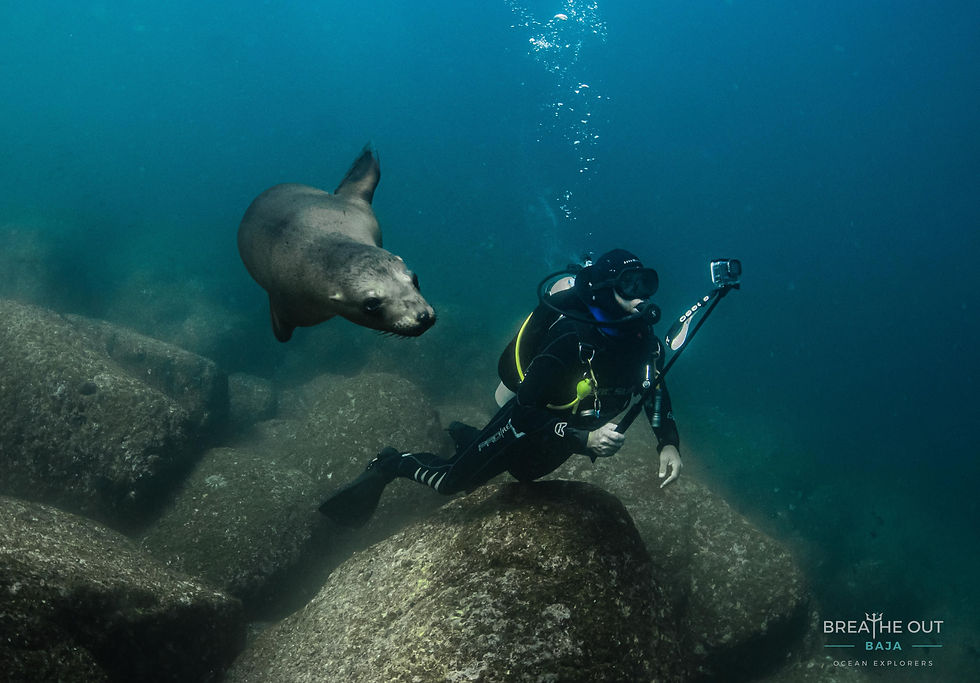 Scuba diver observing a sea lion resting on rocks at Los Islotes, Baja California Sur