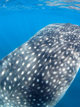 Swimming with a gentle whale shark in La Paz on a guided ocean experience