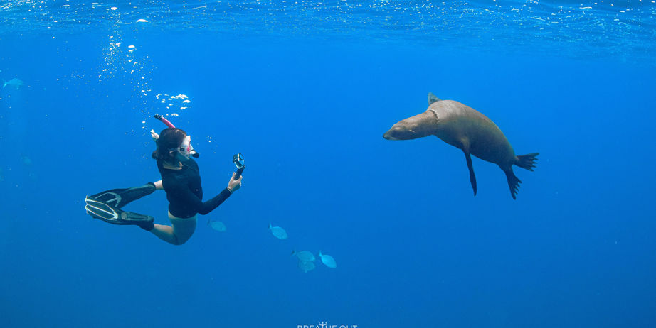 Close-up underwater encounter between a snorkeler and a sea lion at Pelican Rock reef in Baja California Sur