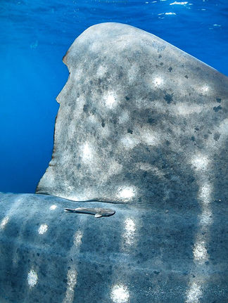 Close-up of whale shark spots and dorsal fin on an eco-friendly La Paz tour