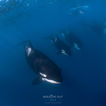 Pod of orcas swimming underwater in Baja California Sur during an ocean safari