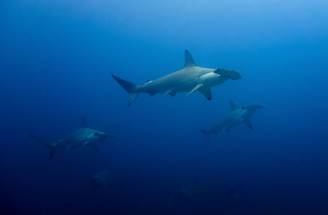 Scalloped hammerhead sharks during a dive at Gordo Banks