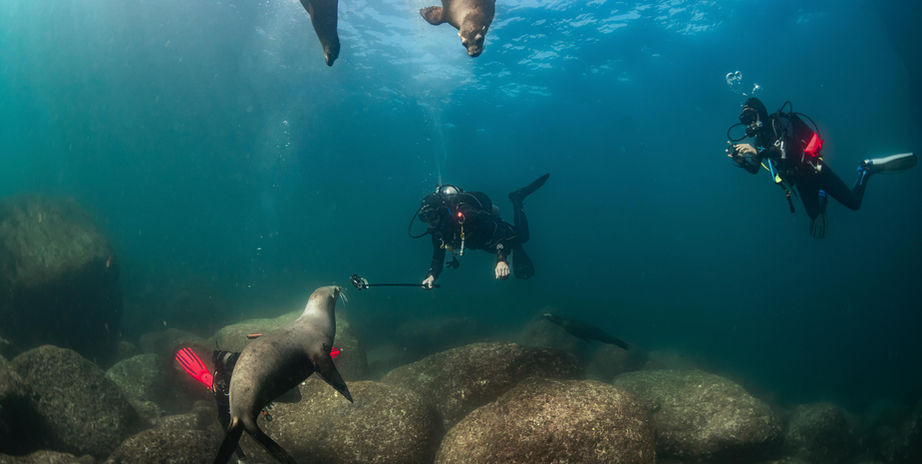 Sea lions swimming with divers at Los Islotes, La Paz sea lion diving Mexico