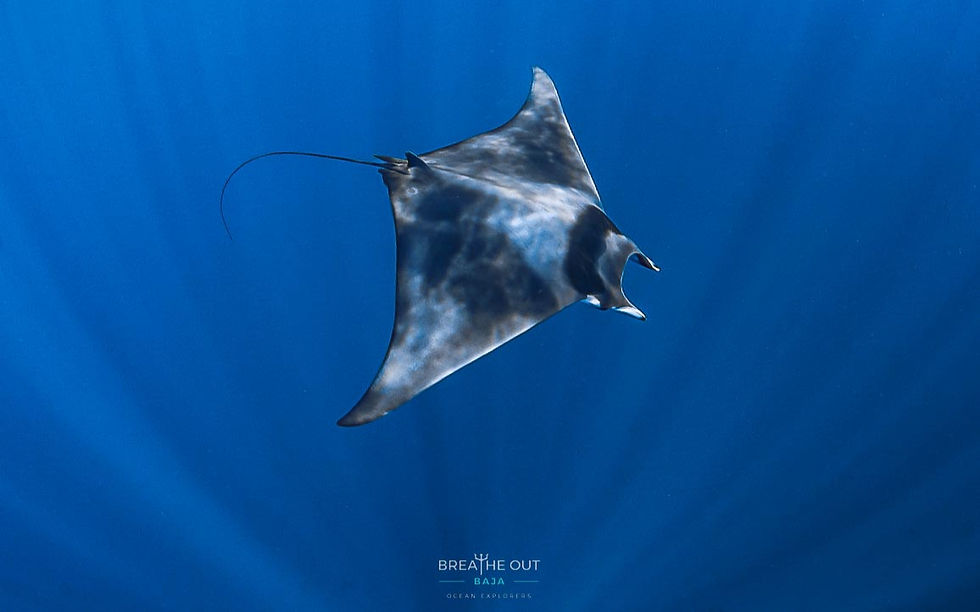 Mobula ray gliding during a pelagic dive at Gordo Banks, Cabo
