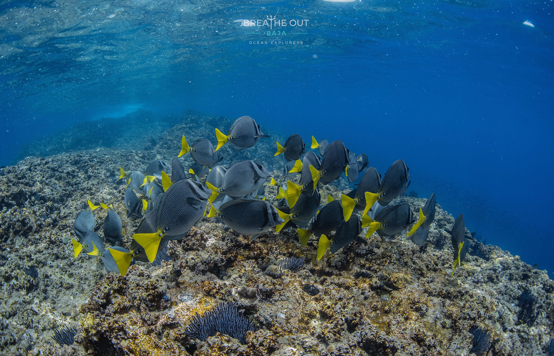 Banco de peces cirujano nadando sobre un arrecife en Cabo San Lucas durante una inmersión para principiantes con Breathe Out Baja