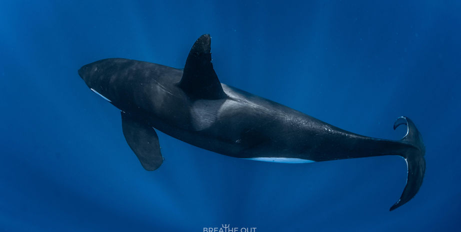 Orca swimming in deep blue water in La Ventana, Baja California Sur marine wildlife
