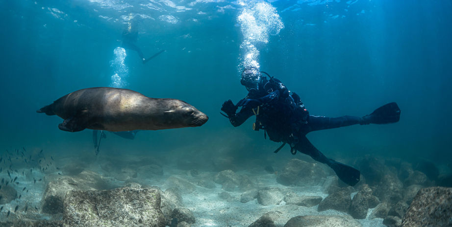 Sea lion swimming alongside scuba diver at Los Islotes, La Paz marine wildlife experience