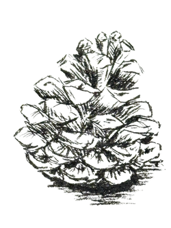 Pine Cone