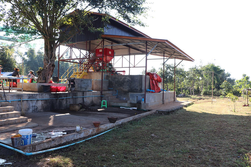 Myanmar 2019 - Ywangan - Amayar Coffee (20).JPG