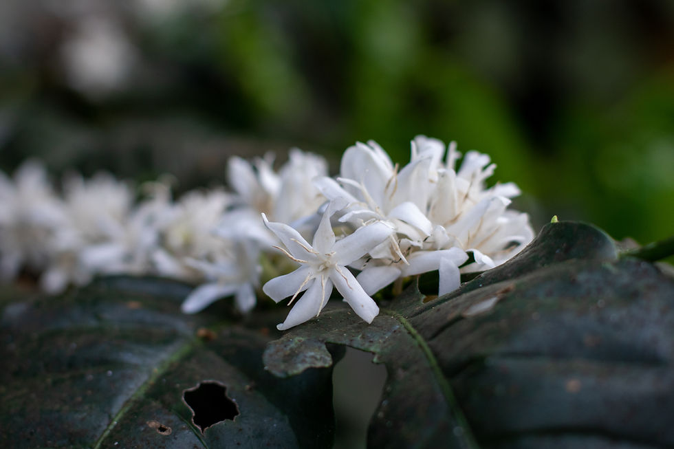 INDE COORG (9).jpg