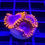 Thumbnail: Zoa Valentine's Day Massacre