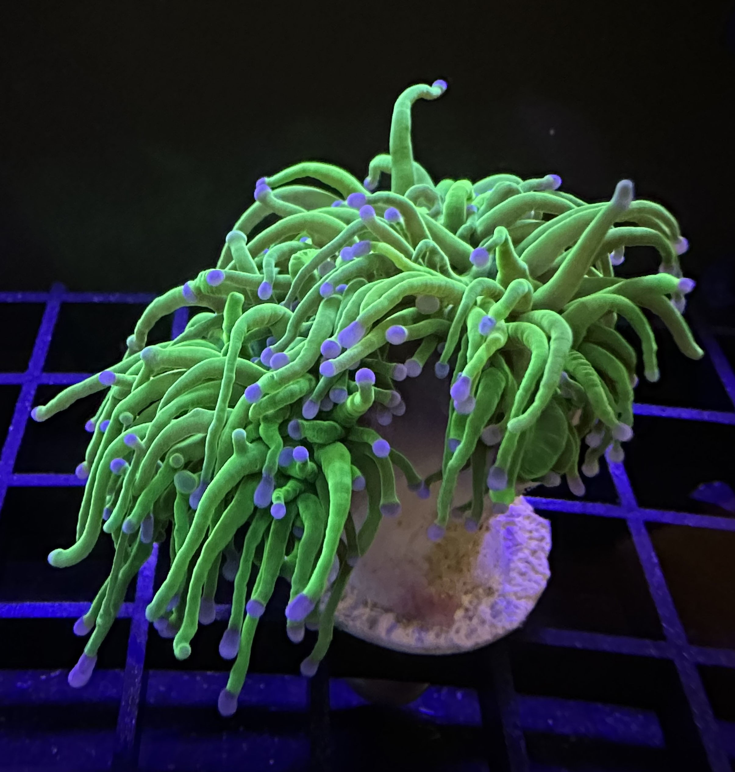 Euphyllia Torch Green Indo 1 Head