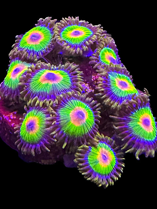 Zoa Rasta