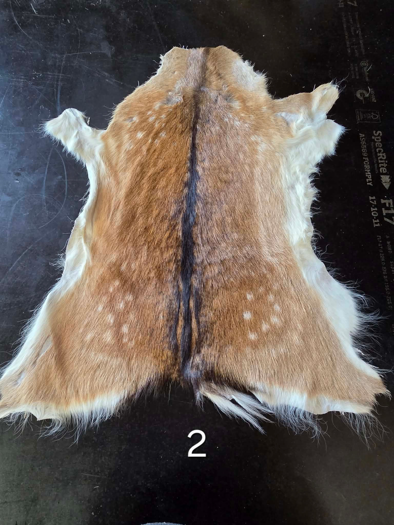 2nd Fallow Deer Skin #2 - Second Grade